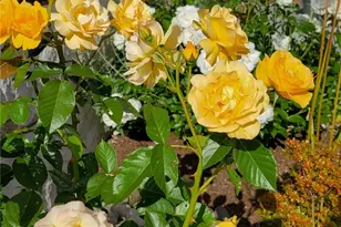 17715 2nd Ave W, Bothell, WA 98012 - Photo 33