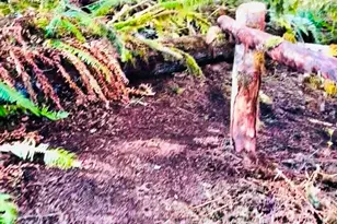 706 Falls Rd, Randle, WA 98377 - Photo 33