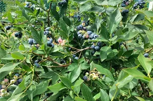 24609 Florence Acres Rd, Monroe, WA 98272 - Photo 39