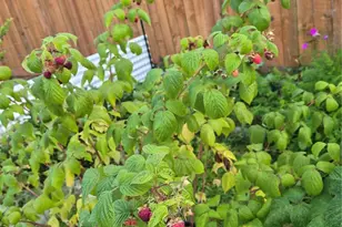 8365 Golden Valley Blvd, Maple Falls, WA 98266 - Photo 25