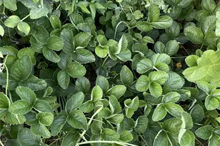 8365 Golden Valley Blvd, Maple Falls, WA 98266 - Photo 27