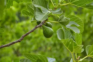 1858 SE Cedar Rd, Port Orchard, WA 98367 - Photo 29