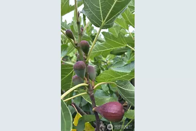 1013 233rd Place NE, Sammamish, WA 98074 - Photo 39