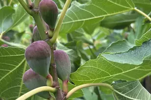 1013 233rd Pl NE, Sammamish, WA 98074 - Photo 39