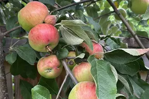 1013 233rd Pl NE, Sammamish, WA 98074 - Photo 37