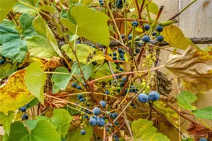 9711 223rd St SE, Snohomish, WA 98296 - Photo 27