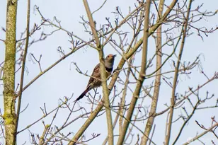 125 Ridgeview St, Sumas, WA 98295 - Photo 35