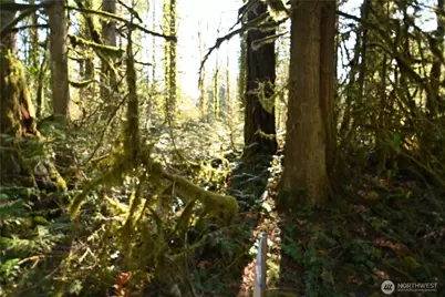 0 Old Cascade Hwy, Skykomish, WA 98288 - Photo 7