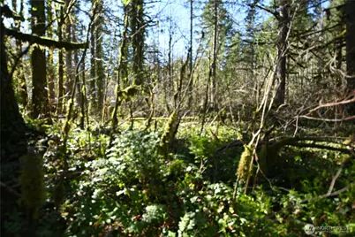 0 Old Cascade Hwy, Skykomish, WA 98288 - Photo 11