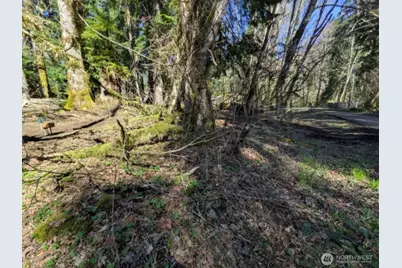 55912 317th Avenue E, Ashford, WA 98304 - Photo 15