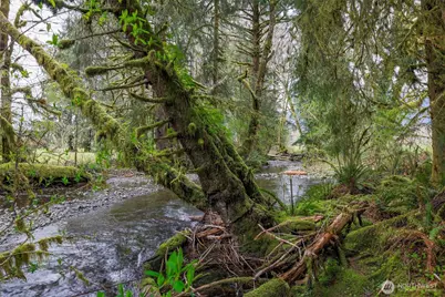 27 Olson Road, Quinault, WA 98575 - Photo 37