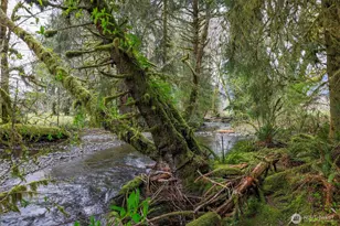 27 Olson Rd, Quinault, WA 98575 - Photo 37