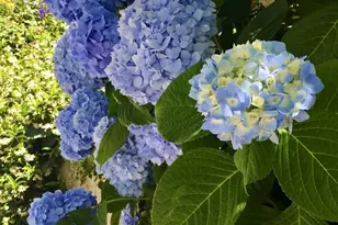 1910 NW 97th St, Seattle, WA 98117 - Photo 39