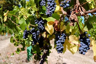 11700 NE 279th St, Battle Ground, WA 98604 - Photo 33