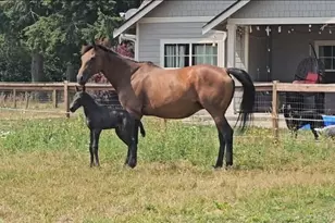 8106 Spurgeon Creek Rd SE, Olympia, WA 98503 - Photo 27