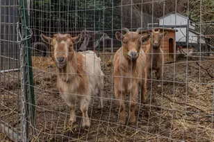 11324 Waller Rd E, Tacoma, WA 98446 - Photo 9