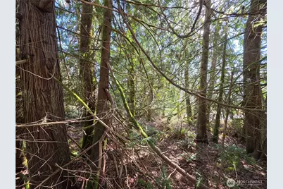 0 Cedar Place, Brinnon, WA 98320 - Photo 3