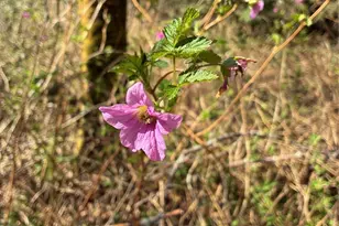 700 Front St S, Issaquah, WA 98027 - Photo 29