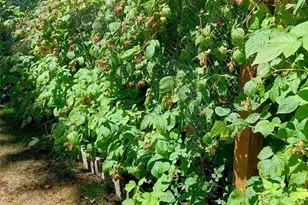 7414 91st Ave Ct SW, Lakewood, WA 98498 - Photo 35