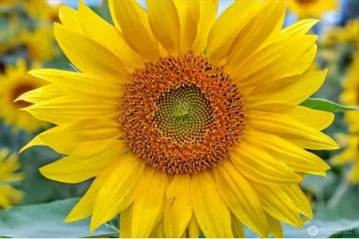 1710 W State Route 4, Skamokawa Valley, WA 98647 - Photo 19