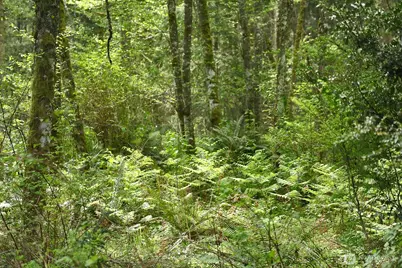 0 Xxx Goss Lake Road, Langley, WA 98260 - Photo 15