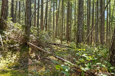 0 N White Tail Trail, Hoodsport, WA 98548 - Photo 15