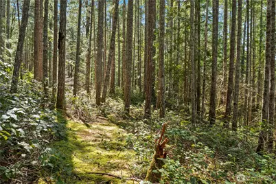0 N White Tail Trail, Hoodsport, WA 98548 - Photo 17