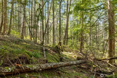 0 N White Tail Trail, Hoodsport, WA 98548 - Photo 13