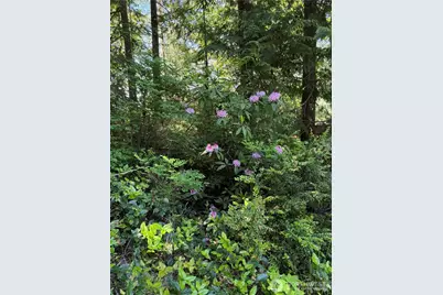 0 Xx Azalea Lane, Brinnon, WA 98320 - Photo 11