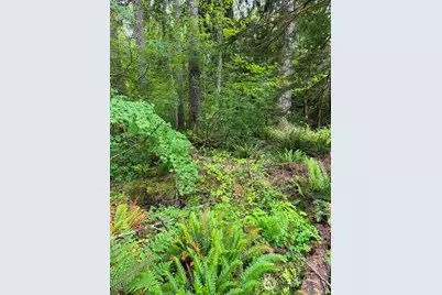 55015 315th Avenue, Ashford, WA 98304 - Photo 9