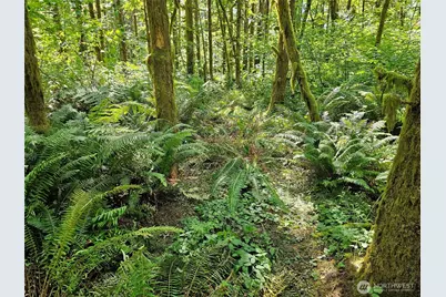 0 Peterson Road SW, Tenino, WA 98589 - Photo 3
