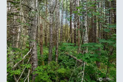 28909 State Route 706, Ashford, WA 98304 - Photo 3