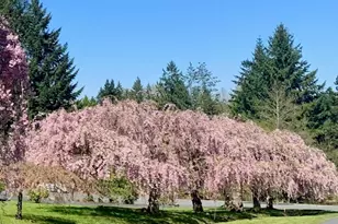 17465 NE 163rd Pl, Woodinville, WA 98072 - Photo 31