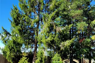 180 Rodeo Ln, Toledo, WA 98591 - Photo 29