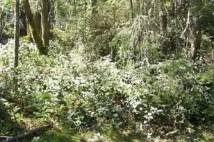 10510 Olympic Pl, Anderson Island, WA 98303 - Photo 1