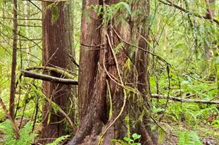 480 E Hedlund Dr, Shelton, WA 98584 - Photo 1