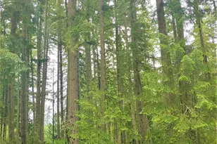 10014 Edgewood Dr, Anderson Island, WA 98303 - Photo 1