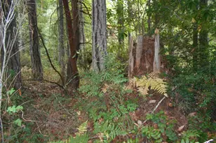 0 Belgian, Brinnon, WA 98320 - Photo 1