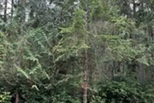 10508 Anchor Pl, Anderson Island, WA 98303 - Photo 1