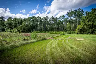 0 Tuten Rd, Round O, SC 29474 - Photo 9