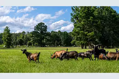 0 Tuten Road, Round O, SC 29474 - Photo 7