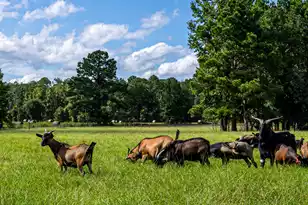 0 Tuten Rd, Round O, SC 29474 - Photo 7