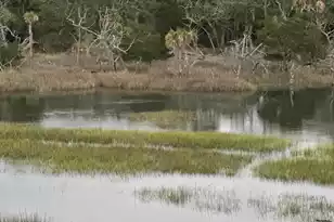 8 Seagrass Ln, Isle Of Palms, SC 29451 - Photo 49