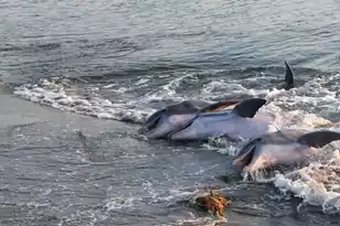 1614 Live Oak Park, Seabrook Island, SC 29455 - Photo 101