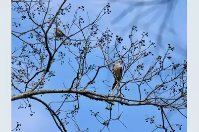 4559 Smoak Road, Meggett, SC 29449 - Photo 27