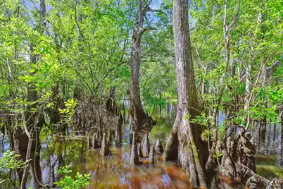 7095 Parkers Ferry Road, Adams Run, SC 29426 - Photo 11