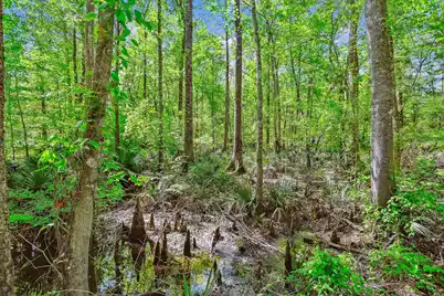 7095 Parkers Ferry Road, Adams Run, SC 29426 - Photo 13