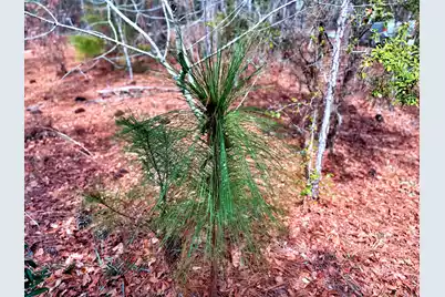 2400 River Road, Greeleyville, SC 29056 - Photo 5