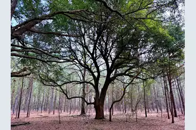 2400 River Road, Greeleyville, SC 29056 - Photo 7