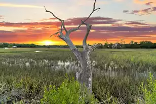 000 Remington Trail, Johns Island, SC 29455 - Photo 41